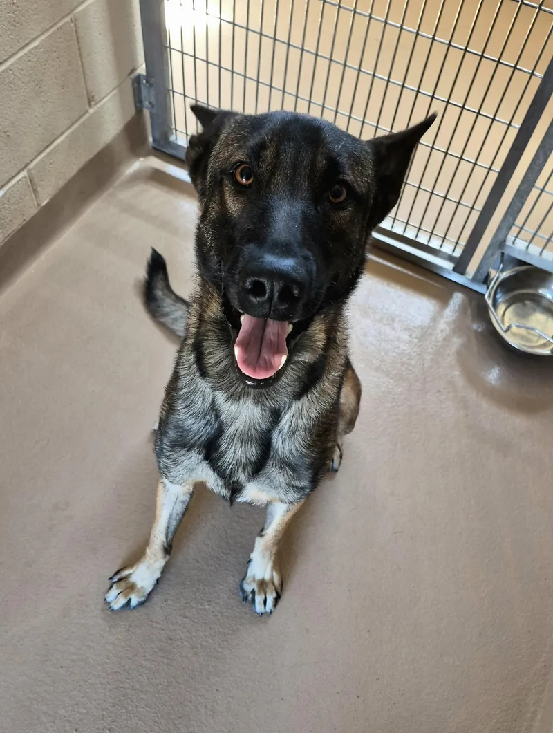 A young large-sized male Belgian Shepherd / Malinois dog named Zeus for adoption in Sierra Vista, AZ