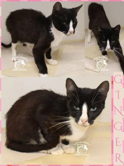 A young medium-sized female Domestic Short Hair cat named Ginger for adoption in Kenansville, NC
