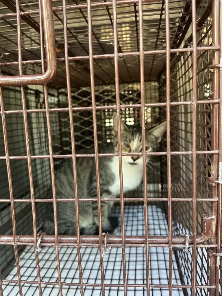 A young small-sized female Domestic Short Hair cat named Daisy for adoption in New Braunfels, TX