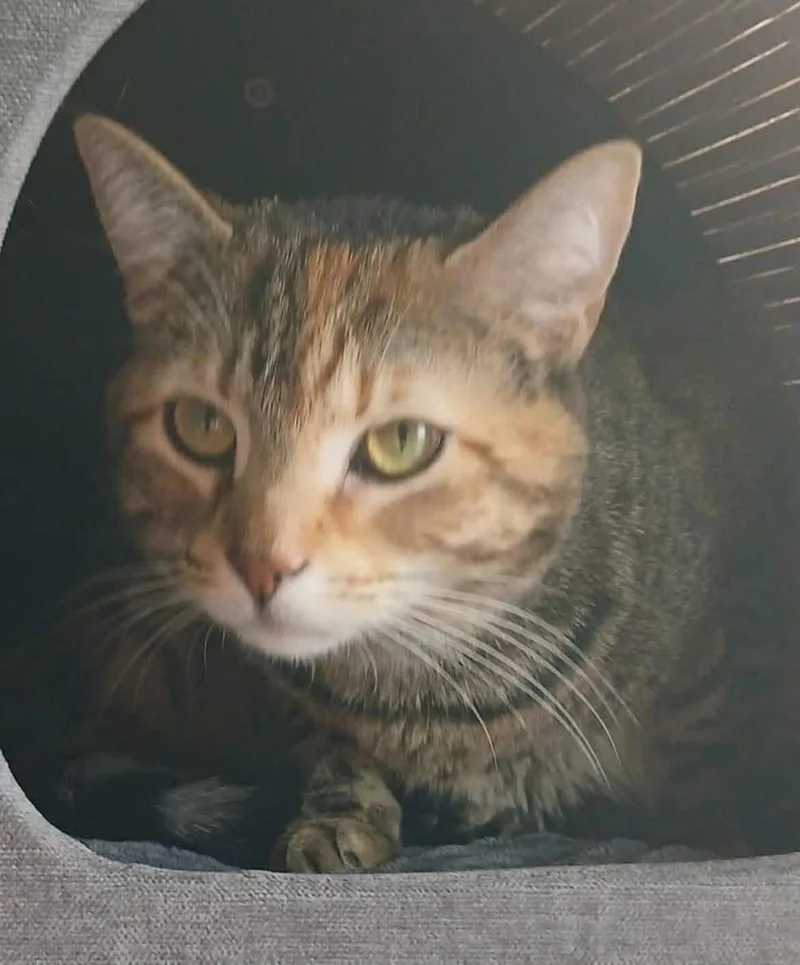 Brandy & Sassy thumbnail 3