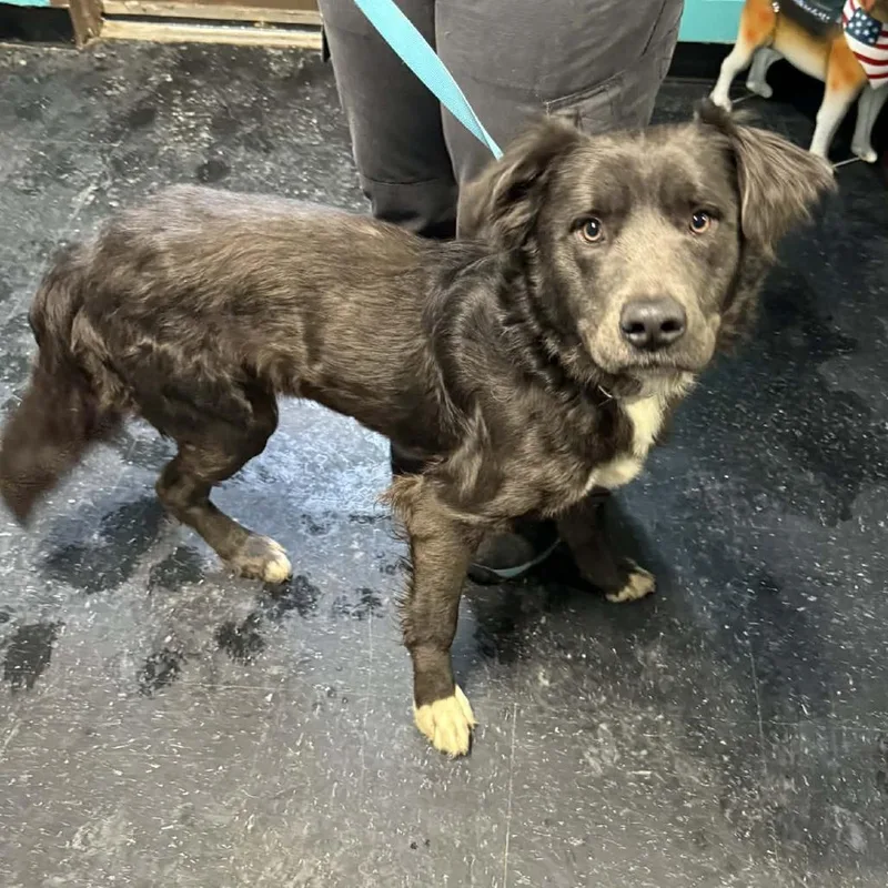 An adult medium-sized male Gray / Blue / Silver Mixed Breed dog named Rocky for adoption in Salem, WV