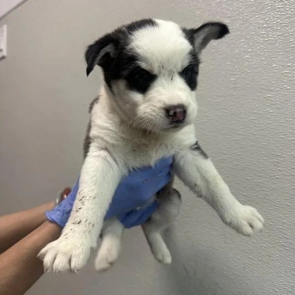 A baby small-sized male Terrier dog named Pigeon for adoption in San Diego, CA