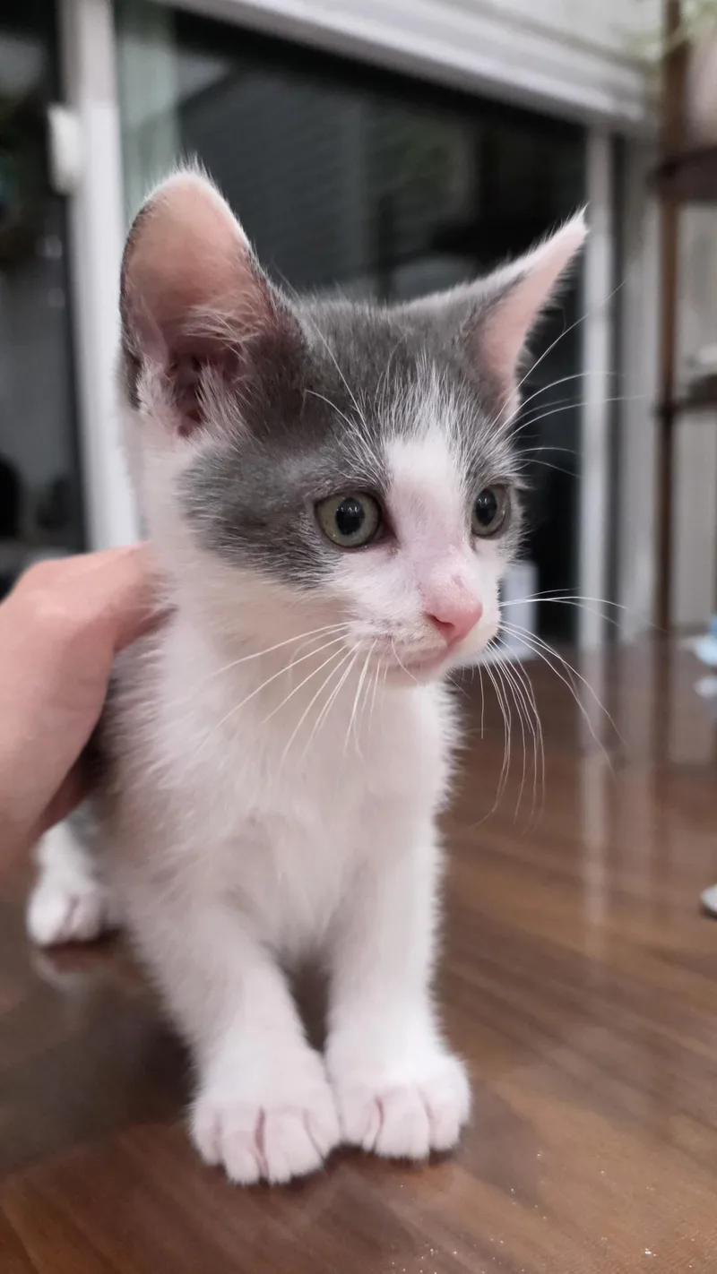 A baby medium-sized male Gray & White Domestic Short Hair cat named Dr. Jack Abbott for adoption in Santa Clara, CA
