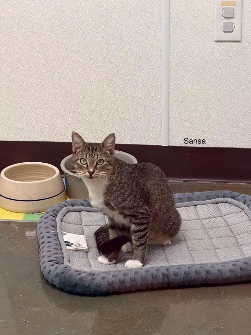 An adult medium-sized female Tabby (Gray / Blue / Silver) Domestic Short Hair cat named Sansa for adoption in Port Lavaca, TX