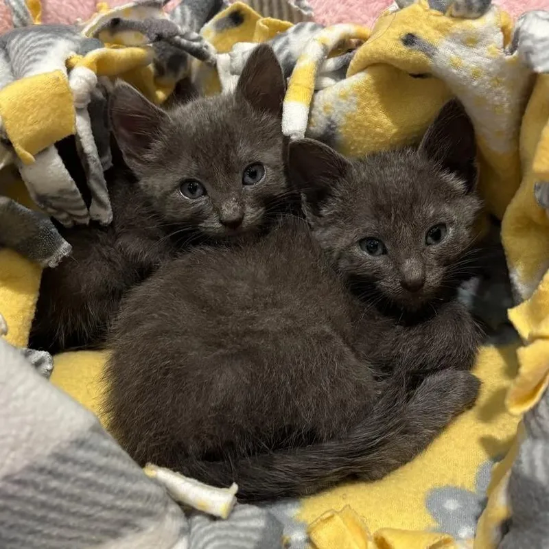 A baby small-sized female Gray / Blue / Silver Domestic Medium Hair cat named Ruby for adoption in Pleasanton, CA