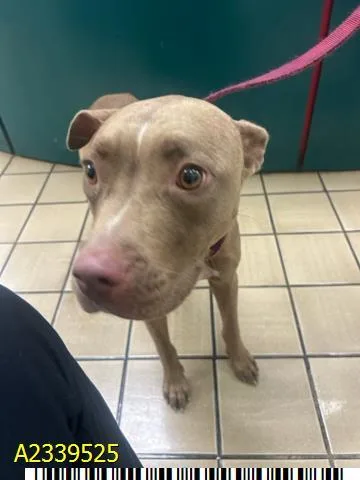 An adult medium-sized female Mixed Breed dog named Jacey for adoption in West Palm Beach, FL