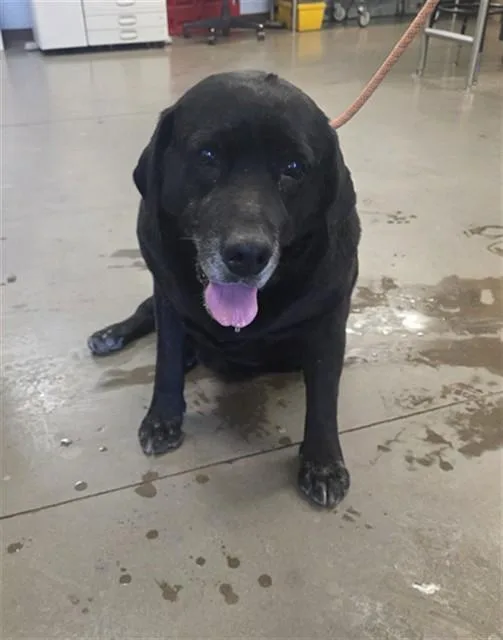 An adult large-sized male Labrador Retriever dog named Winchester for adoption in Phoenix, AZ