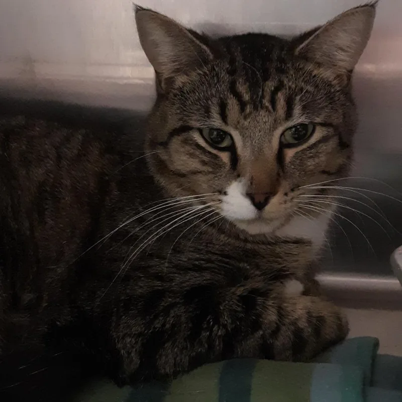 An adult large-sized male Brown / Chocolate Domestic Short Hair cat named Buster for adoption in Spokane, WA