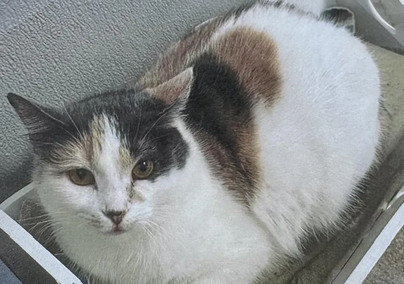 An adult medium-sized female Domestic Short Hair cat named Auxana for adoption in Fort Madison, IA