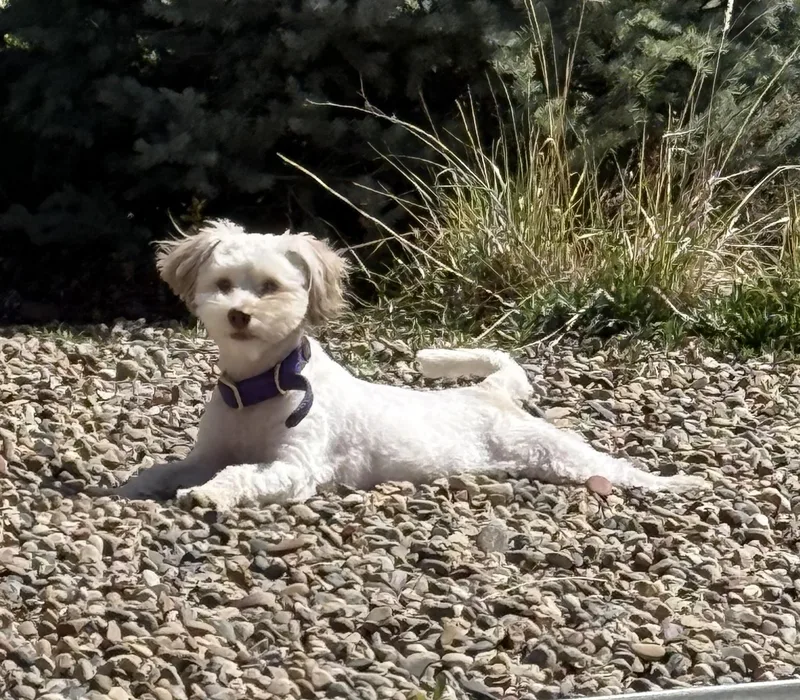 A young small-sized male White / Cream Havanese dog named Arty for adoption in Eagle, CO