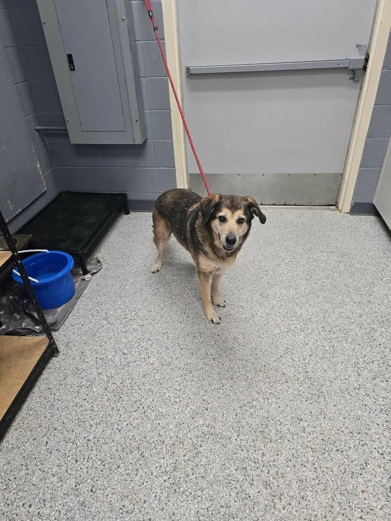 A senior large-sized male German Shepherd Dog dog named Toby for adoption in Livingston, LA