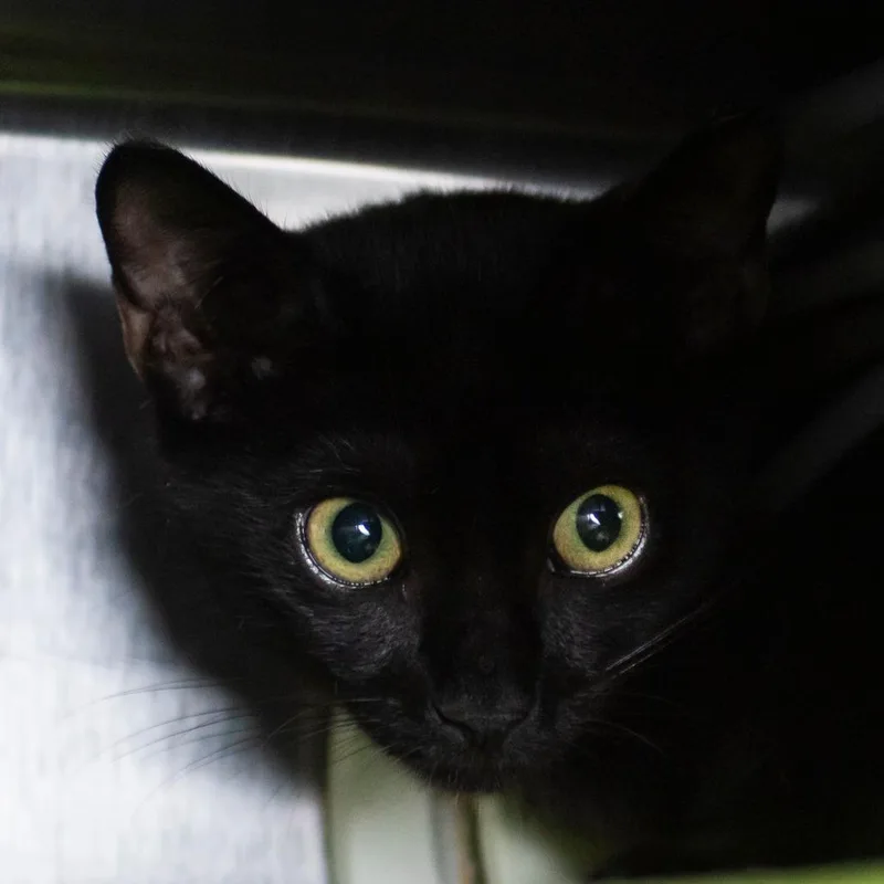 A baby small-sized male Black Domestic Short Hair cat named Sebastian for adoption in Middletown, RI