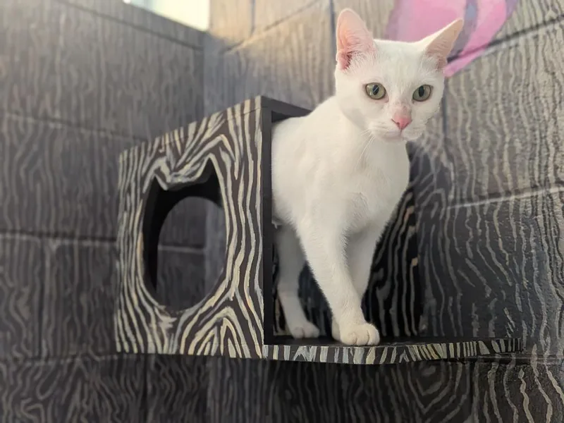 Duchess thumbnail 3