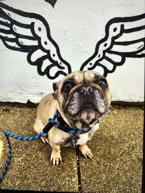 A senior small-sized female French Bulldog dog named Frankie for adoption in La Crosse, WI