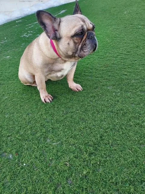 Frankie thumbnail 3