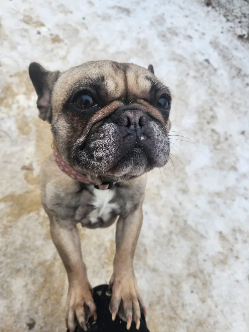 Frankie thumbnail 4