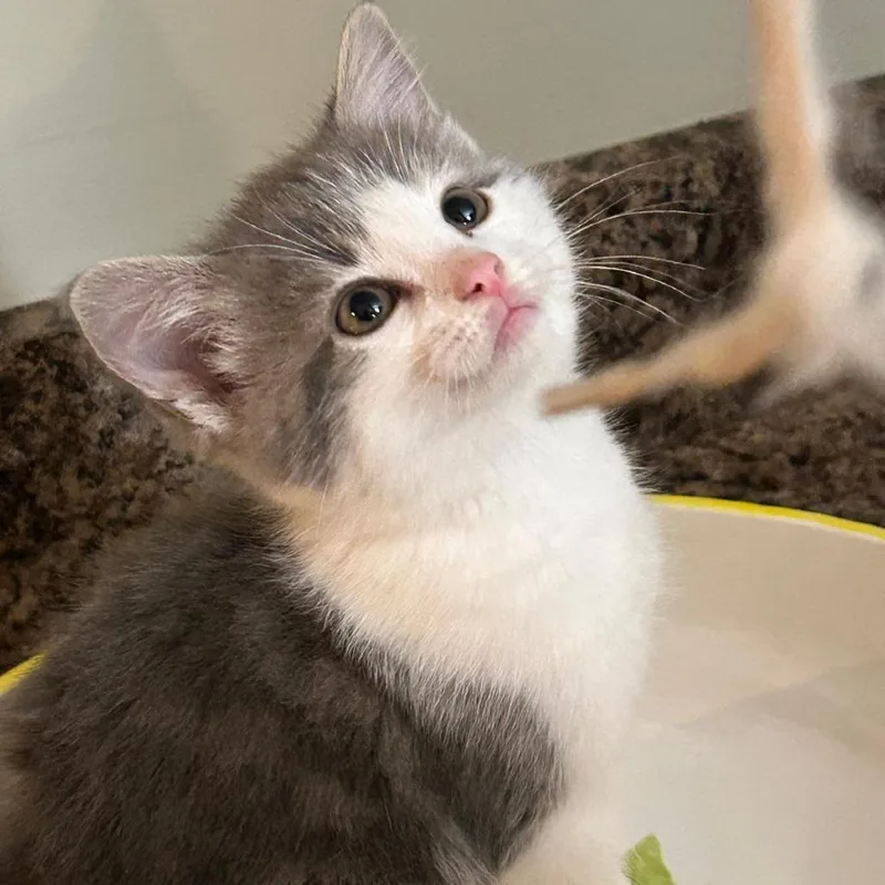 A baby small-sized female Gray / Blue / Silver Domestic Medium Hair cat named Wilma Flintstone for adoption in Winchester, VA
