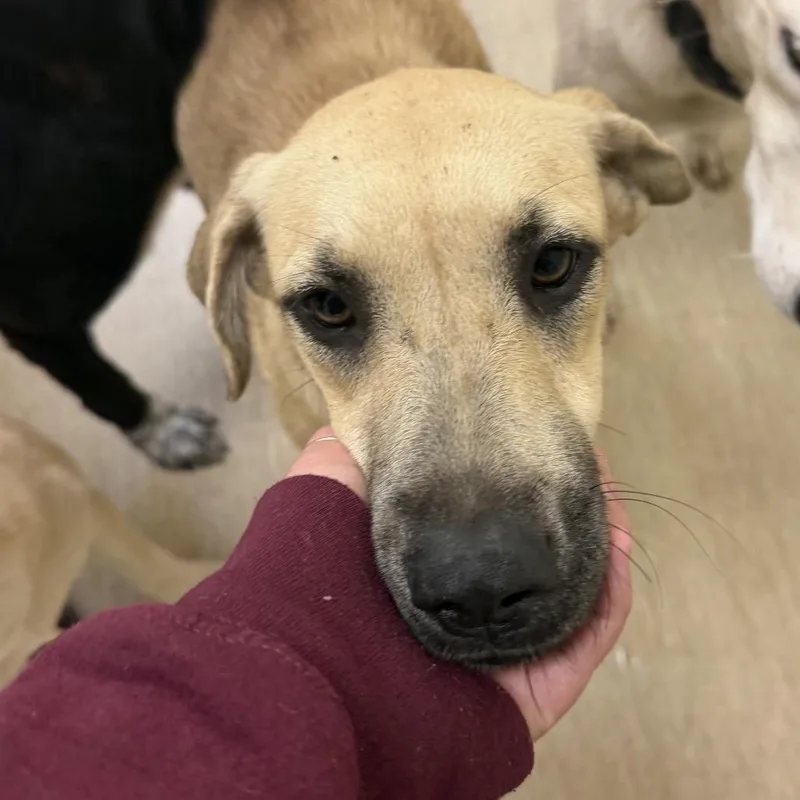 A young medium-sized female Yellow / Tan / Blond / Fawn Mixed Breed dog named Tot for adoption in Red House, WV