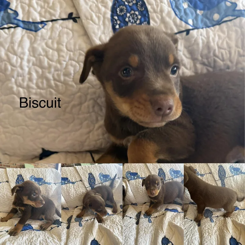 Biscuit