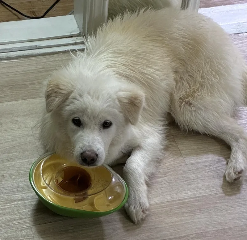 A young small-sized male Japanese Spitz dog named Milky for adoption in DANVERS, MA