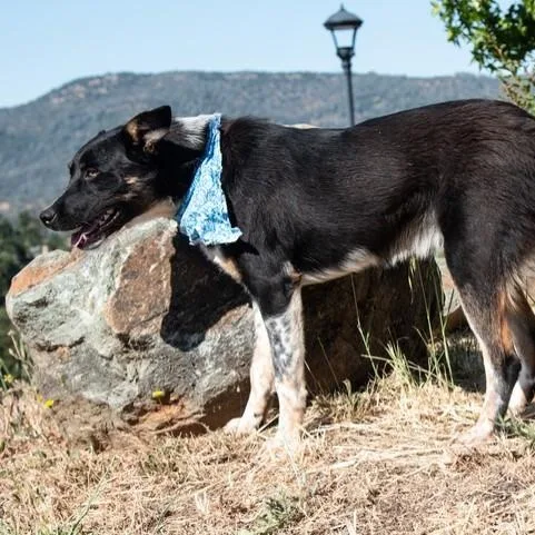 An adult medium-sized male Border Collie dog named Miles for adoption in San Andreas, CA