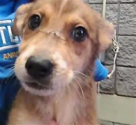 A baby small-sized female German Shepherd Dog dog named Dawn for adoption in Tulsa, OK