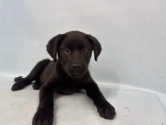 A baby large-sized male German Shepherd Dog dog named Shawn for adoption in Golden Valley, MN