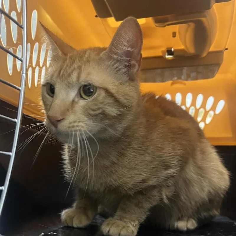A young medium-sized male Orange / Red Domestic Short Hair cat named Sullie for adoption in Summerville, SC