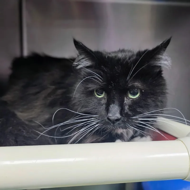 A senior medium-sized male Domestic Medium Hair cat named Nick for adoption in New Manchester, WV