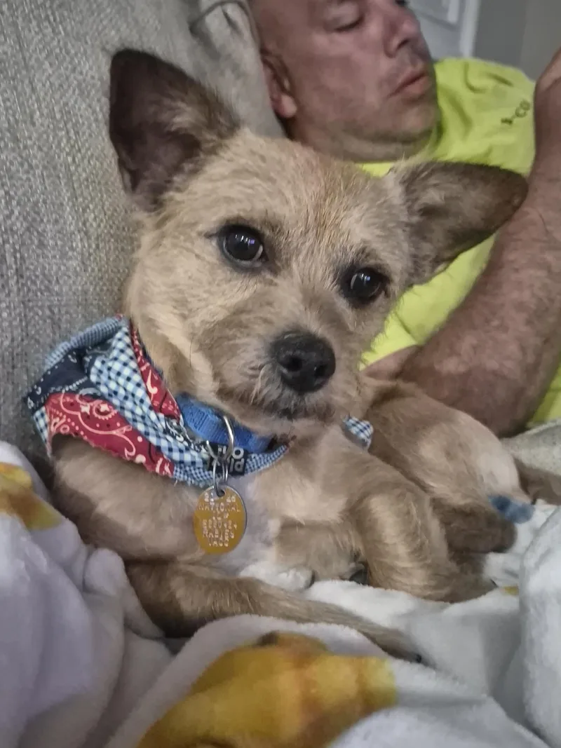 An adult small-sized male Yellow / Tan / Blond / Fawn Cairn Terrier dog named Mr. Small for adoption in Lambertville, NJ