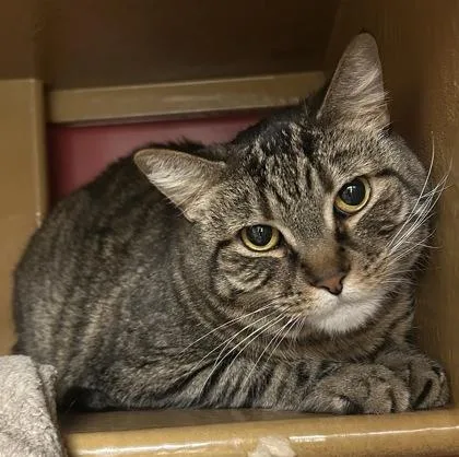 An adult small-sized male Domestic Short Hair cat named Leo for adoption in Phoenix, AZ