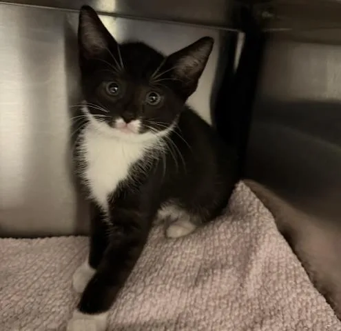 A baby small-sized male Domestic Short Hair cat named Buster for adoption in San Pedro, CA