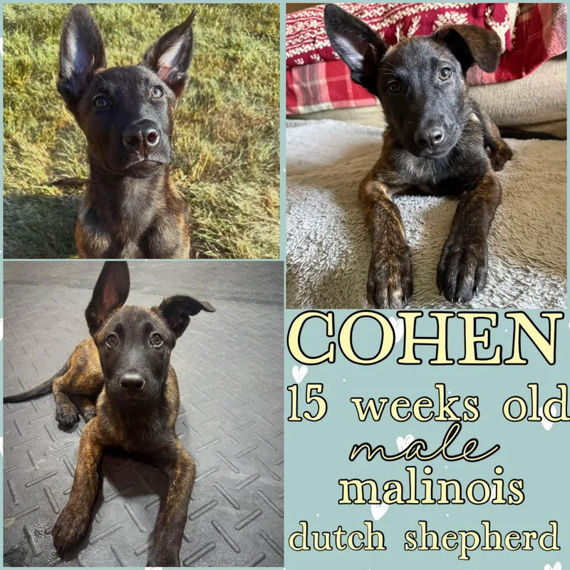 A young medium-sized male Belgian Shepherd / Malinois dog named Cohen for adoption in Grantville, PA