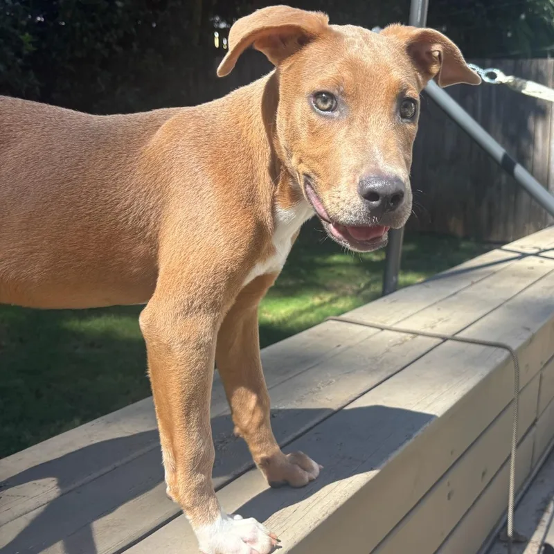 A young medium-sized male Shepherd dog named Bourbon for adoption in Charlotte, NC