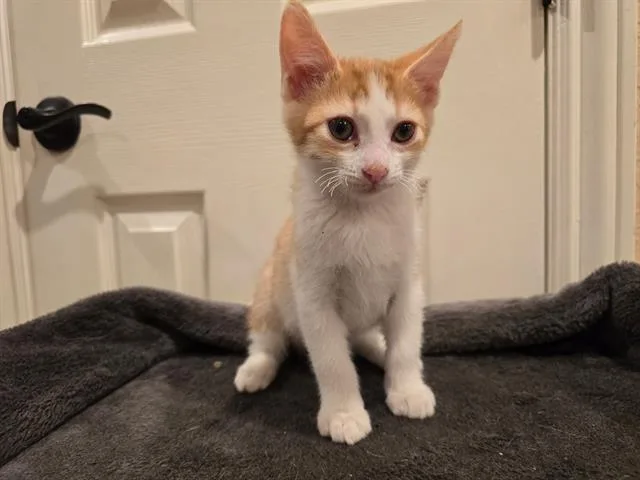 A baby small-sized male Domestic Short Hair cat named Cosmo for adoption in Tustin, CA