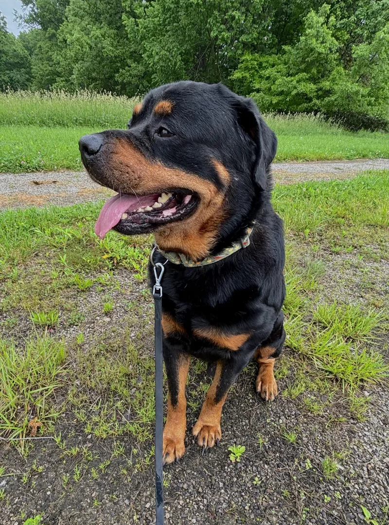 An adult large-sized male Rottweiler dog named Panzer for adoption in Ashland, OH