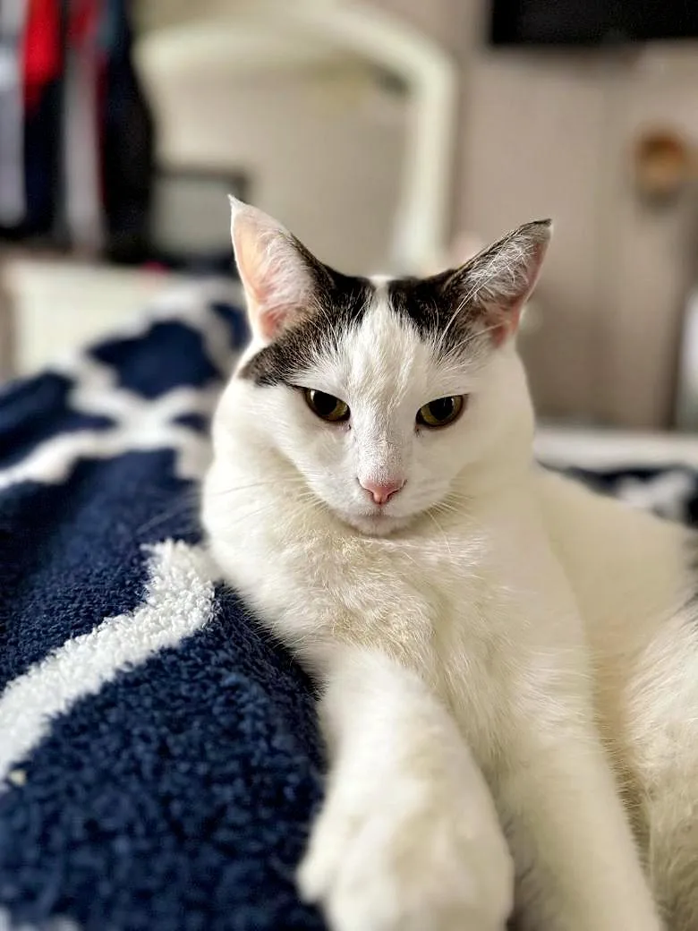 An adult medium-sized female Domestic Long Hair cat named Kiwi & Rainbow for adoption in Pittsburgh, PA