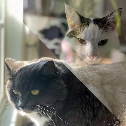 Kiwi & Rainbow thumbnail 3
