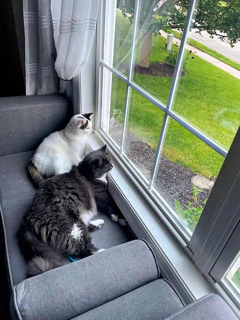Kiwi & Rainbow thumbnail 4