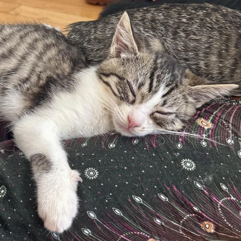 A baby small-sized female Brown / Chocolate Domestic Short Hair cat named Tiara for adoption in Evanston, IL