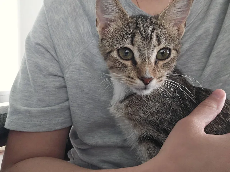 A baby small-sized female Domestic Short Hair cat named Freida for adoption in Clarksville, TN
