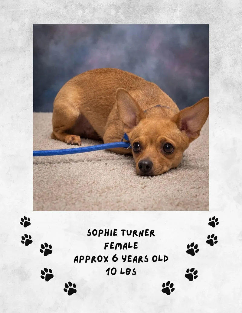 A young medium-sized female Chihuahua dog named Sophie Turner for adoption in Las Vegas, NM