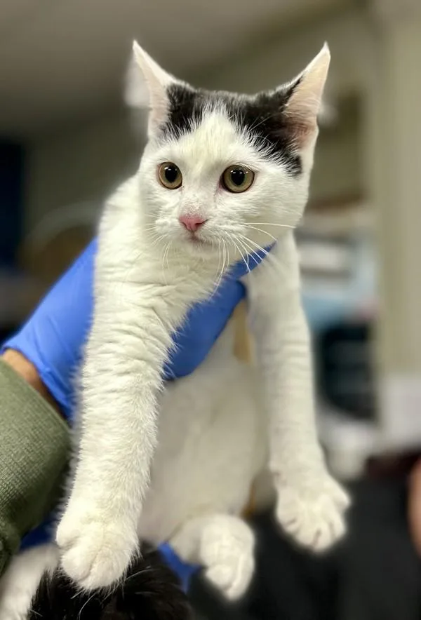 A baby small-sized female Domestic Short Hair cat named Selena for adoption in Victorville, CA