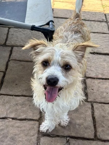 An adult small-sized male Mixed Breed dog named Boyo for adoption in Houston, TX