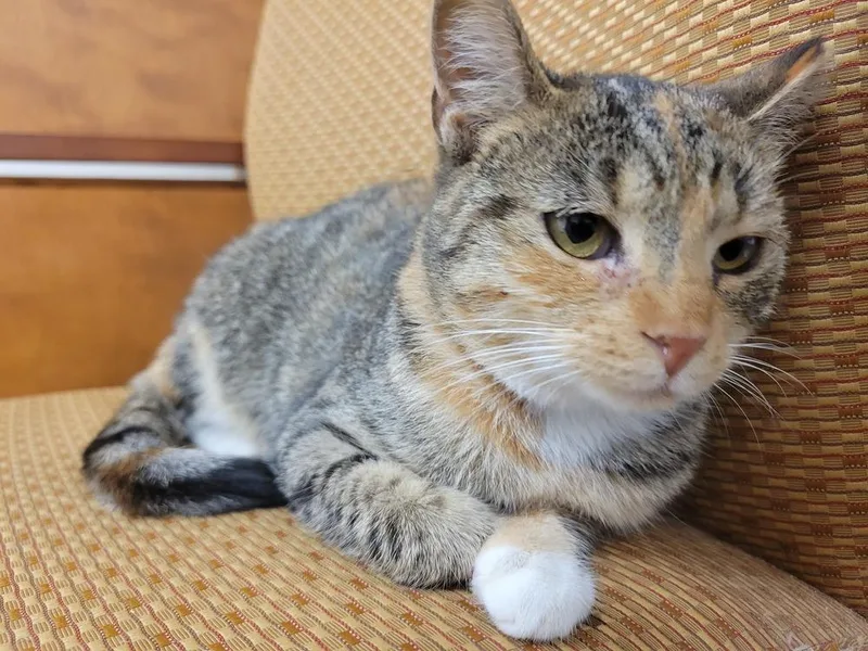 An adult small-sized female Domestic Short Hair cat named Pumpkin for adoption in Lorain, OH