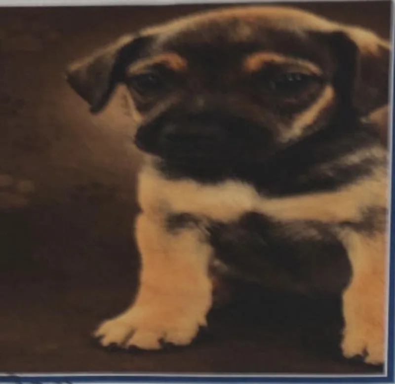 A baby small-sized male Tricolor (Brown, Black, & White) Black Mouth Cur dog named Kylo for adoption in Lakeland, FL