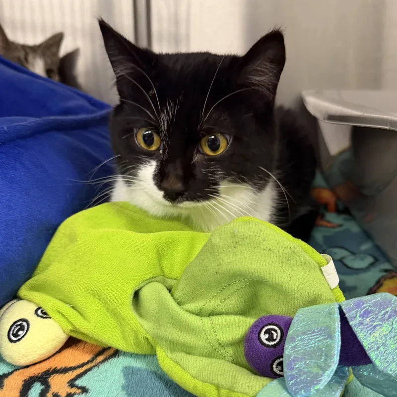 An adult medium-sized female Domestic Short Hair cat named Iris for adoption in Mount Pleasant, MI