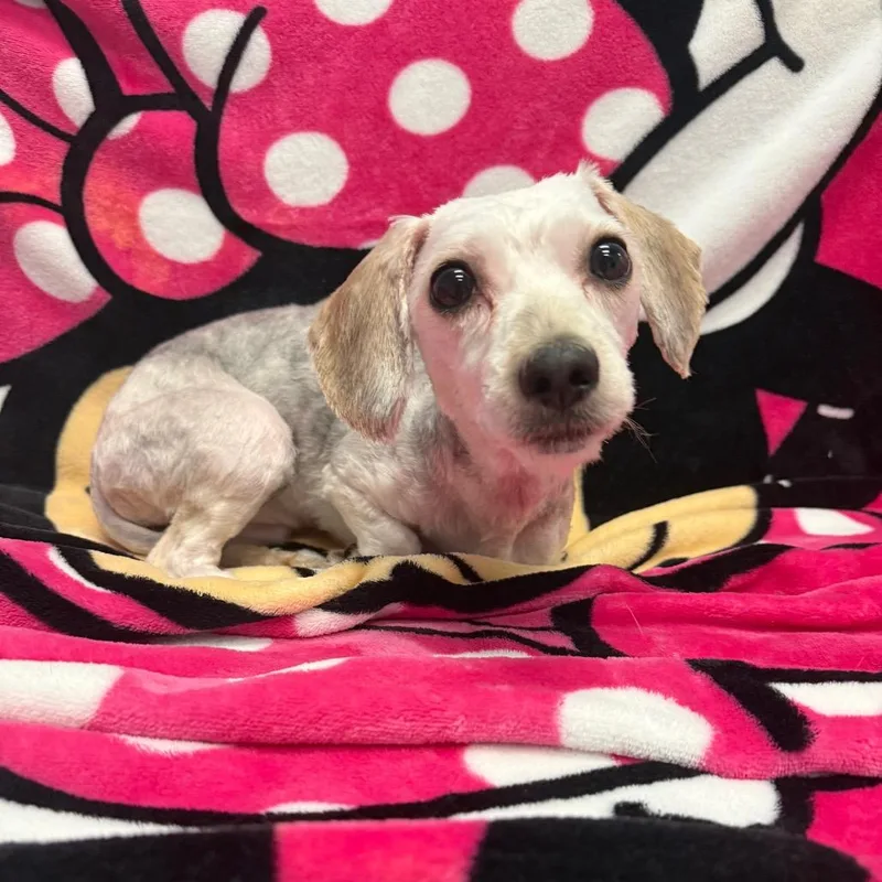 A young small-sized female White / Cream Mixed Breed dog named Linda for adoption in Houston, TX
