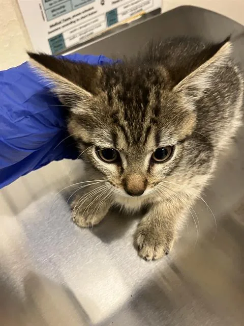 A baby small-sized female Domestic Short Hair cat named Spinelli for adoption in Long Beach, CA