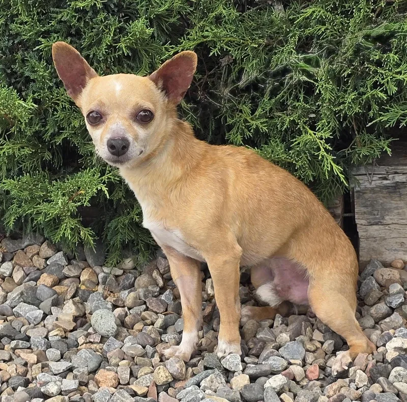 A young small-sized male Golden Chihuahua dog named Jovial Lil Mr JeanLuc for adoption in Albuquerque, NM